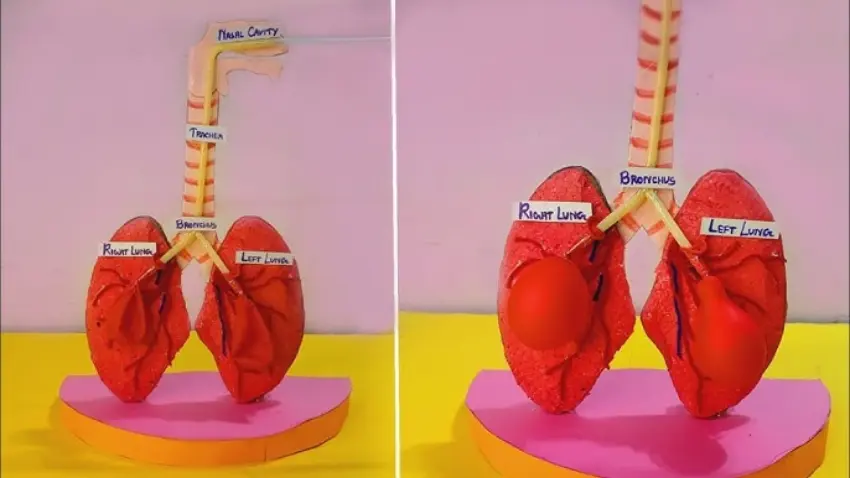 Human Respiration System