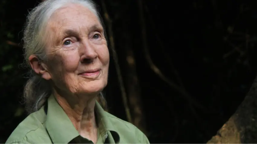 Jane Goodall