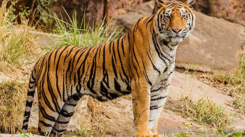 National Animal (Royal Bengal Tiger)