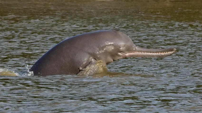 National Aquatic Animal (Ganges River Dolphin)
