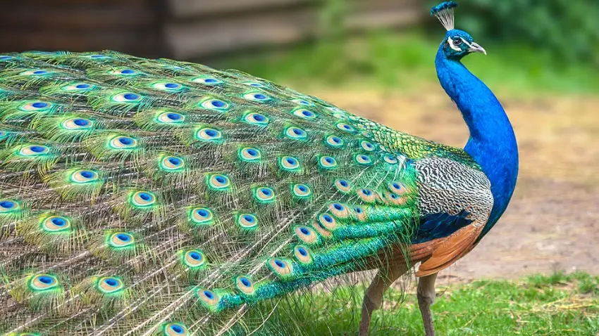 National Bird (Indian Peacock)