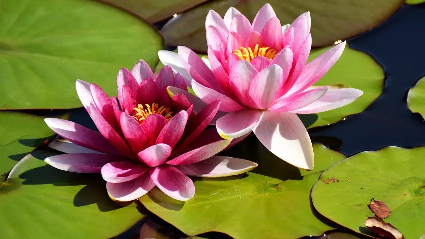 National Flower (Lotus)