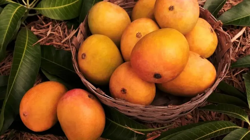 National Fruit (Mango)