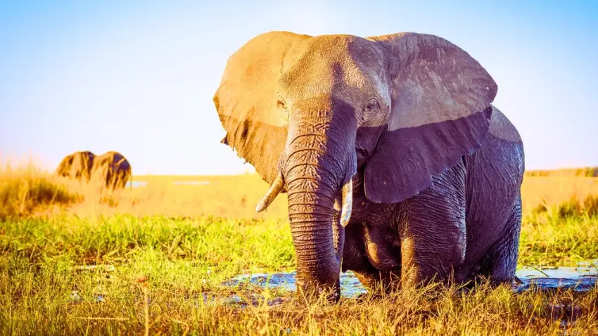 National Heritage Animal (Elephant)