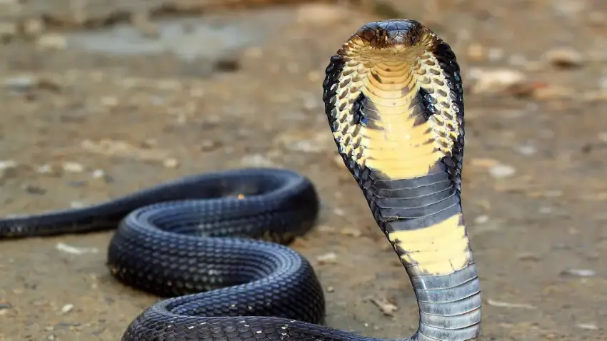 National Reptile (King Cobra)