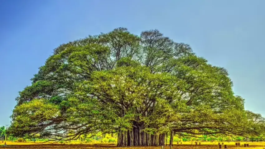 National Tree (Banyan Tree)